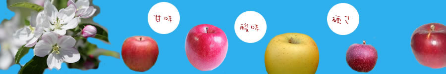 松橋りんご園帯イメージ